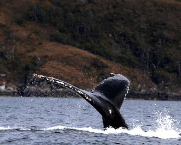 Avistaje de Ballena Jorobada - 3