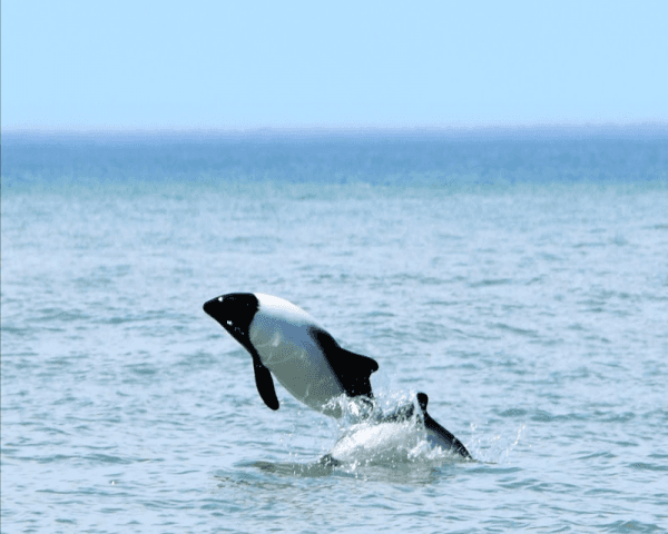 Avistaje de Toninas - 2