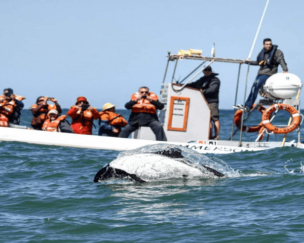 Avistaje de Toninas - 3