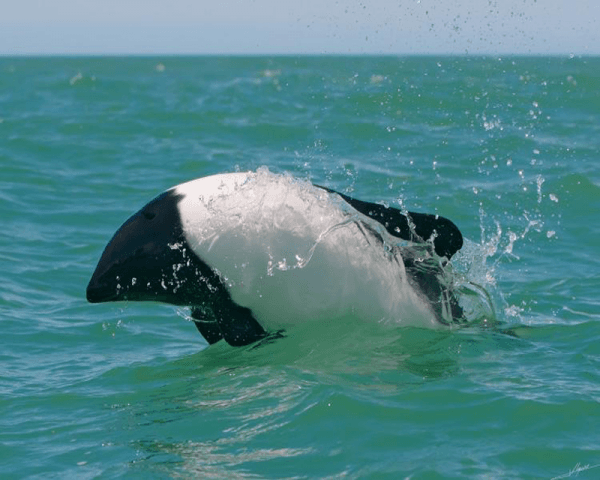 Avistaje de Toninas - 4