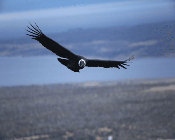 Cóndores de la Patagonia - 4