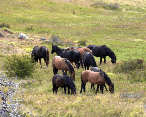 En busca de caballos baguales - 4