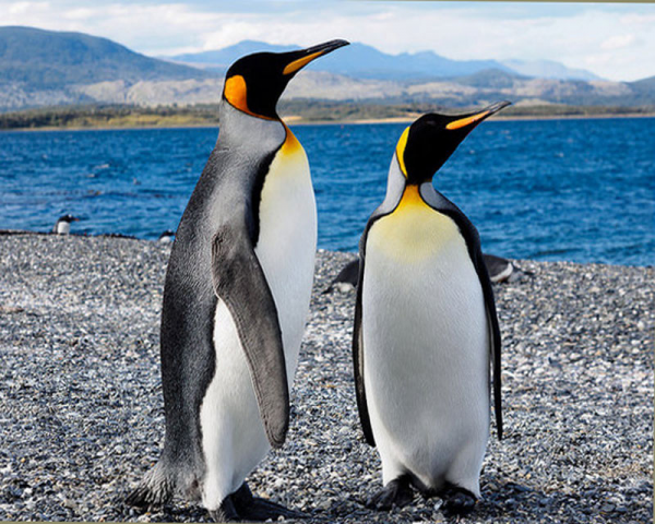 Excursión Pingüino Rey - 3