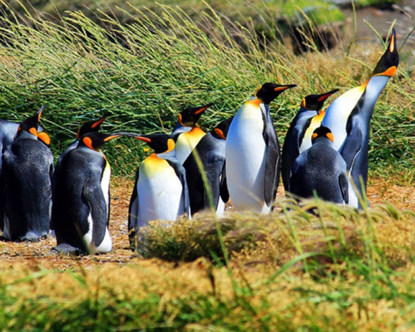 Excursión Pingüino Rey - 4