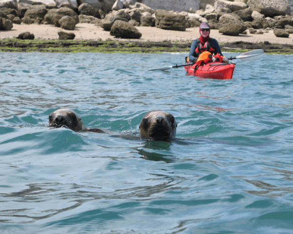 Kayak en Puerto Pirámides - 3