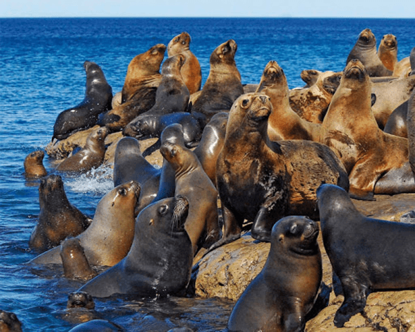 Lobería Punta Loma - 4