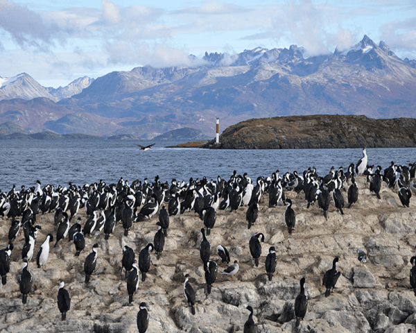 Navegación Pingüinera - 3