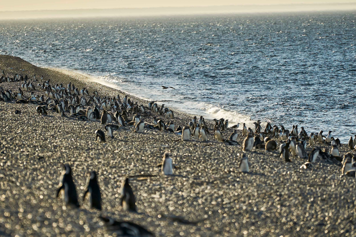 Pingüinera El Pedral - 4