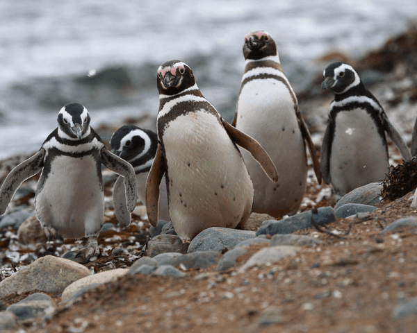 Pingüinera Isla Magdalena - 2