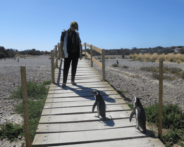 Tombo - Isla Escondida - 2