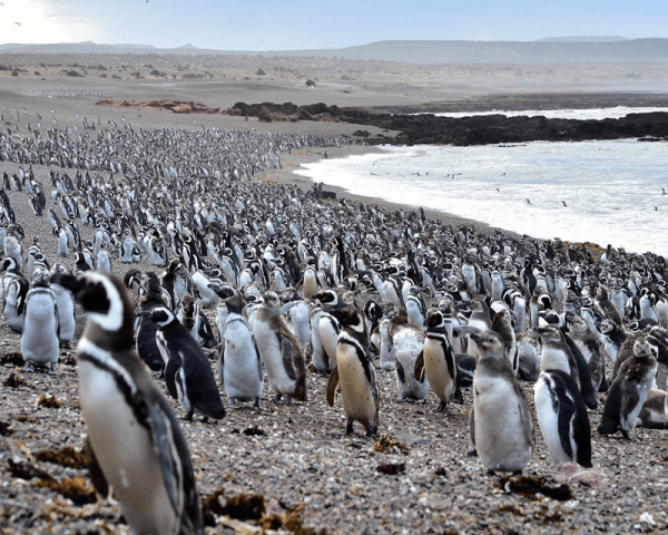 Tombo - Isla Escondida - 4