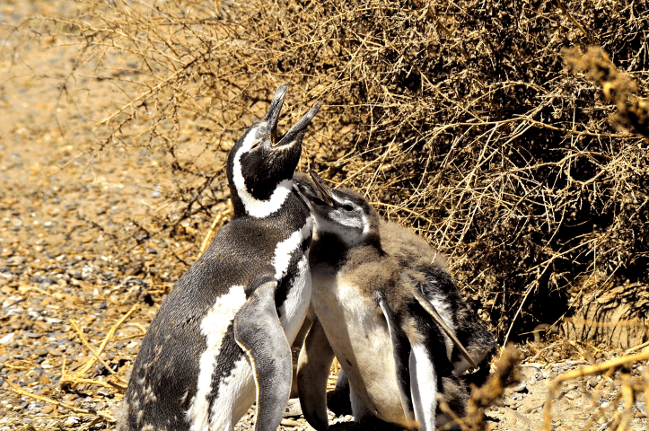 Tombo - Trelew - Gaiman - 2