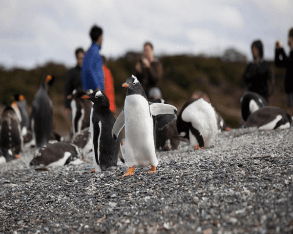 Trekking Pingüinera combinada - 4